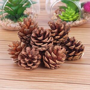 Ascension Natural Pine Cone Wooden Cones Hanging Pinecone for Christmas (Brown) Pack of 6 Pine Cone for Christmas Tree Decoration